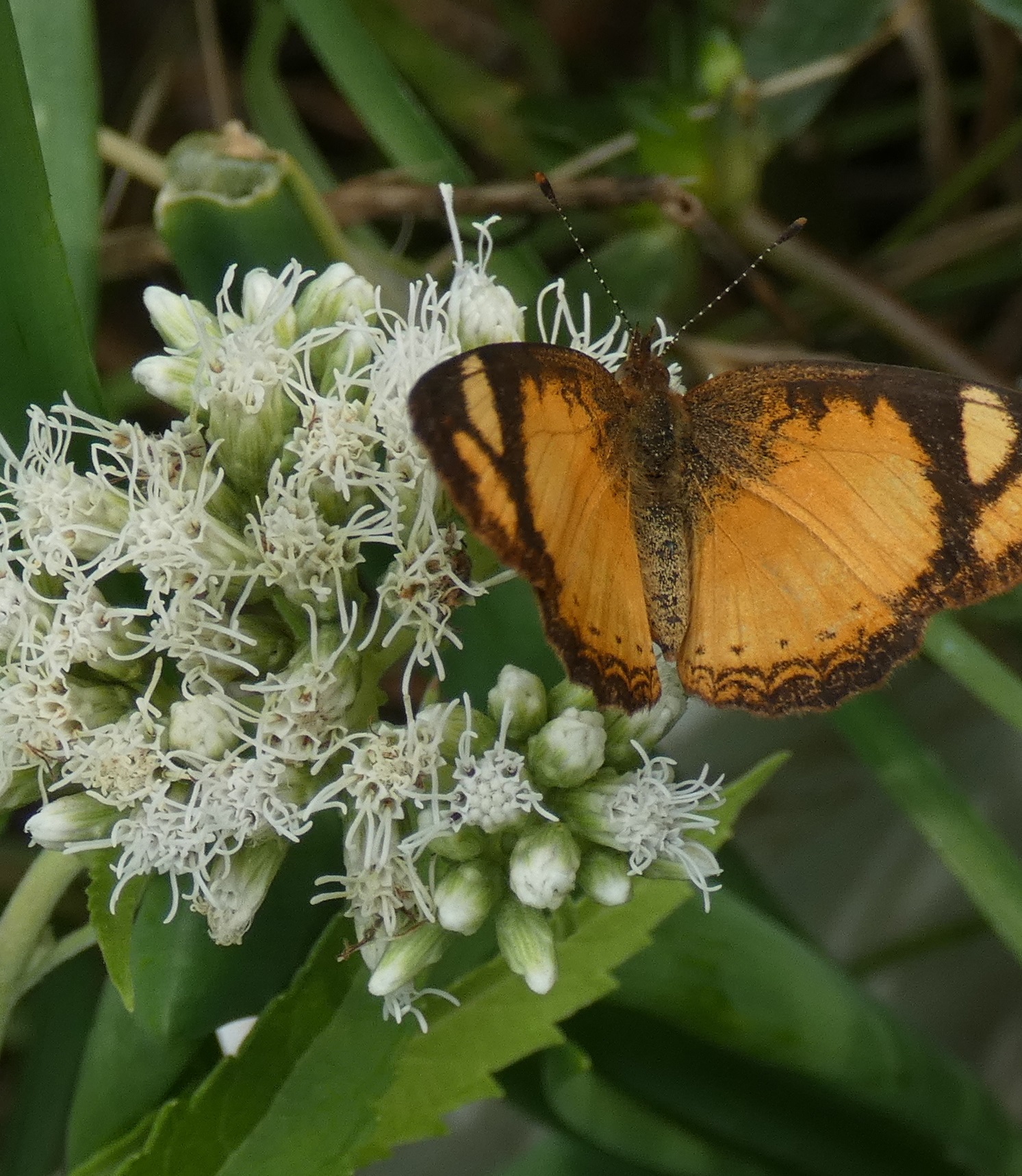 Mariposera, Chilca de olor o Doctorcito